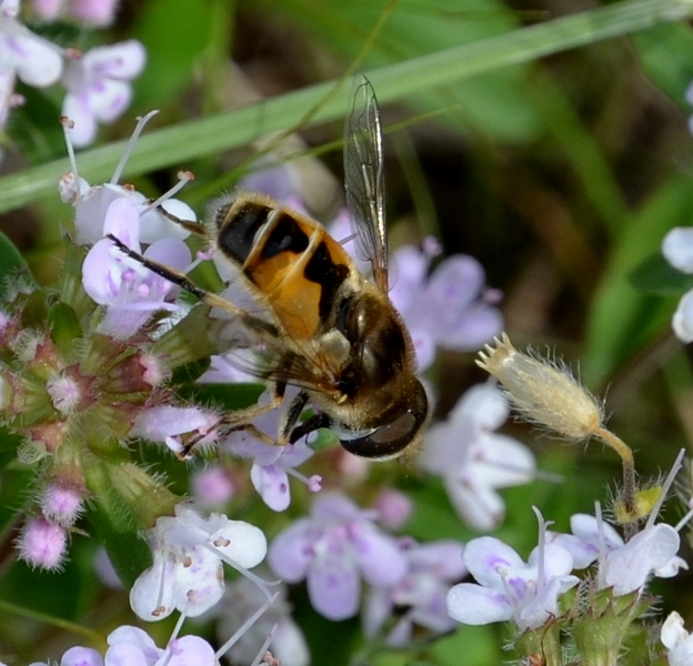 Eristalis arbustorum